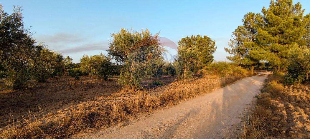 Terreno T0 - Castelo Branco