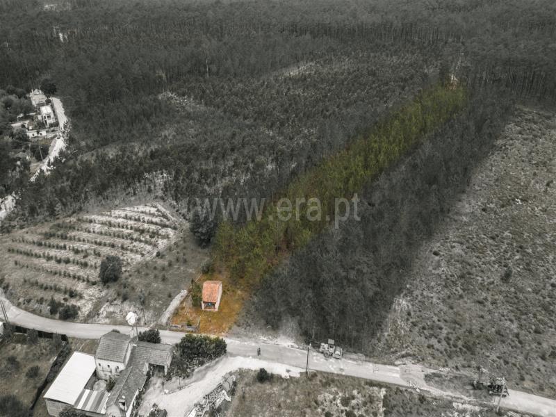 Terreno com ruina N/ Determi - Alcobaça